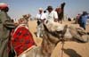 05 Negotiating the Camel Ride